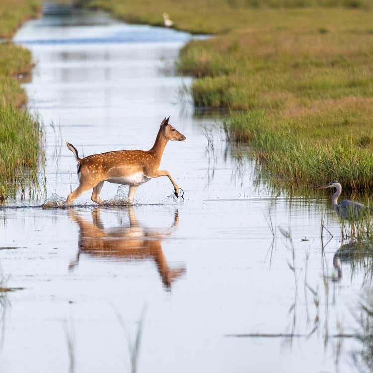 REhe-Kranish-Zingst-Fruehling-Perlen-der-Ostsee