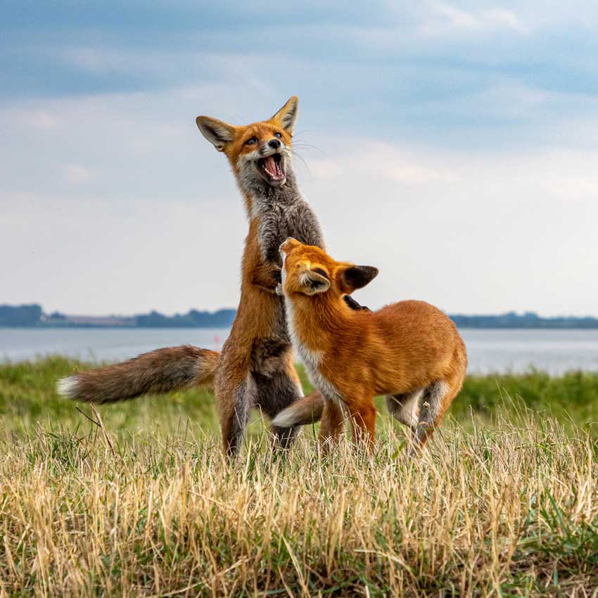 Zingst-Ostsee-Wildnis-Fuchs-Natur Zingst Wildnis