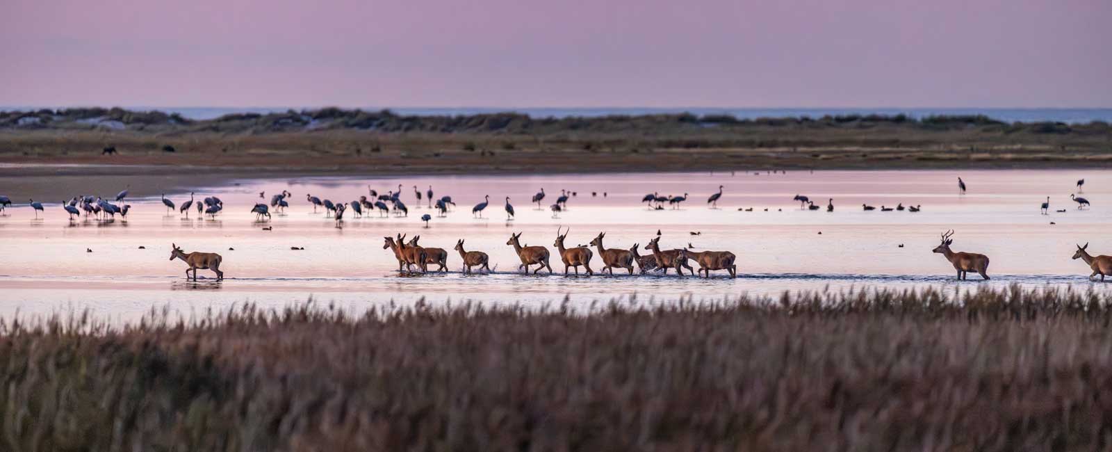 Zingst-Wilde-Tiere-Ostsee-Perlen-der-Ostsee
